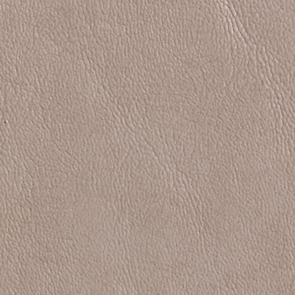 Birch 519252