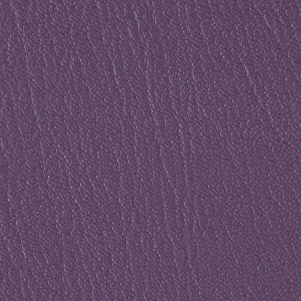 Purple Iris 517919