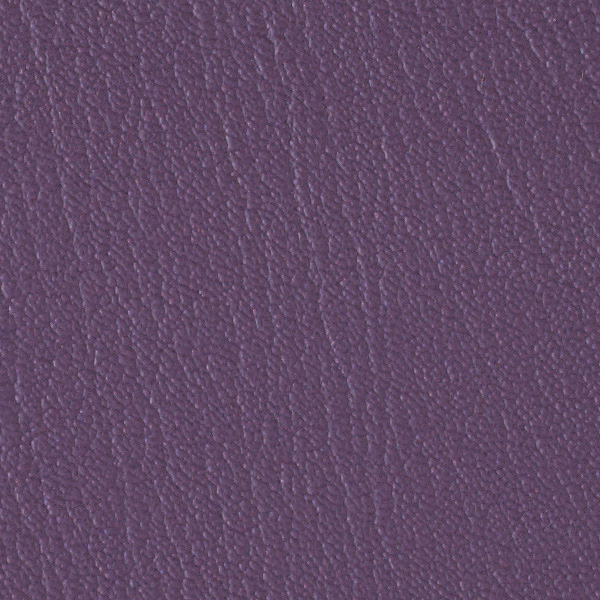 Purple Iris 517919